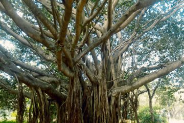 Buy Banyan Tree plants in kanyakumari