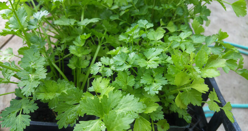 Buy Coriander medicinal plant in nagercoil