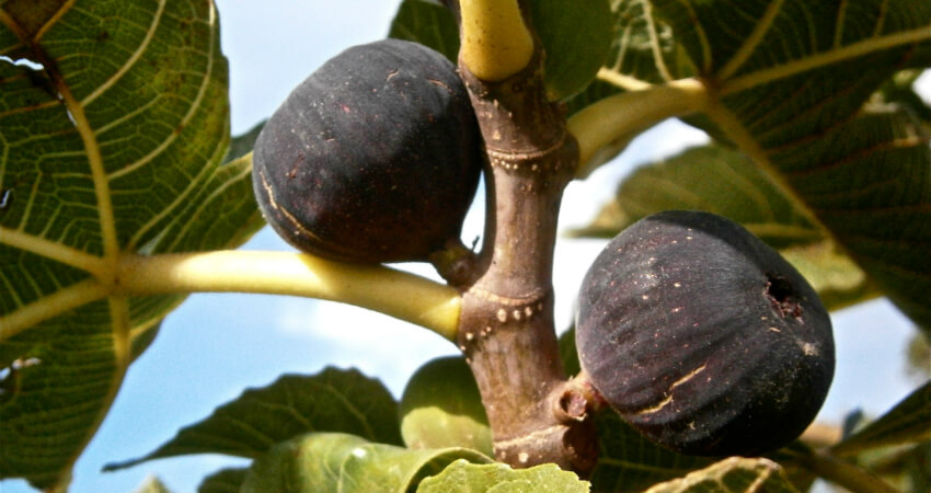 Buy Fig trees in nagercoil
