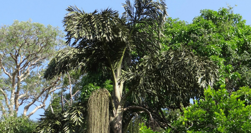 Buy Fishtail Palm tree in kanyakumari