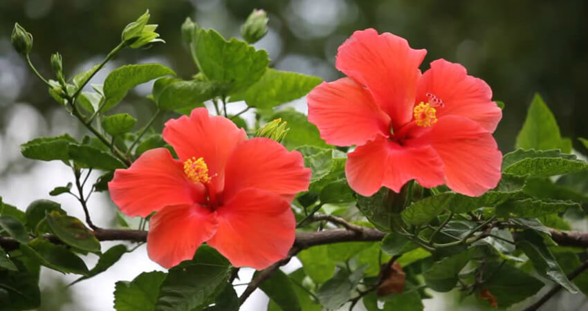 Buy Hibiscus trees in nagercoil