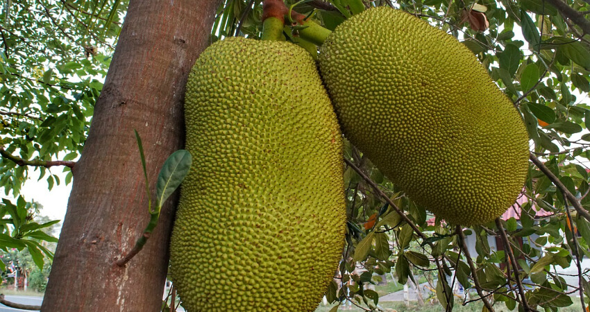 Buy Jackfruit plants in kanyakumari