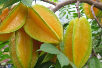 Buy Star Fruit plants in kanyakumari