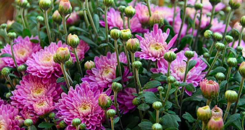 Buy chrysanthemum plants in kanyakumari