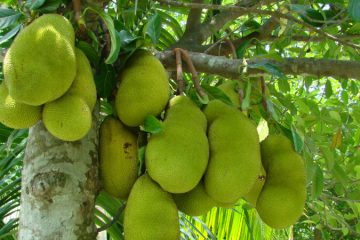 Jackfruit plants in Nanjil Nursery