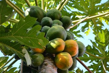 papaya plants in Nanjil Nursery